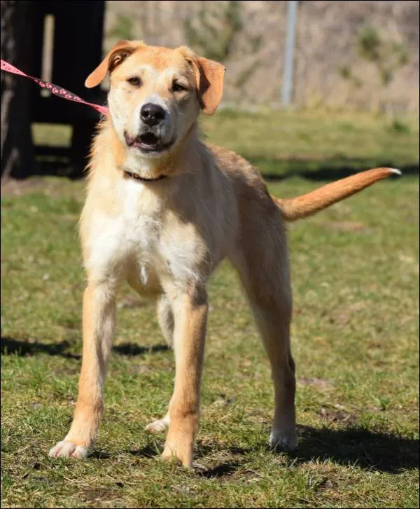 Znaleziono psa, Grudziądz, 28 października 2024