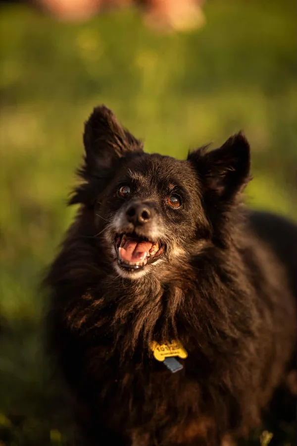 Znaleziono psa, Szczecin, 27 marca 2025 (3/5)