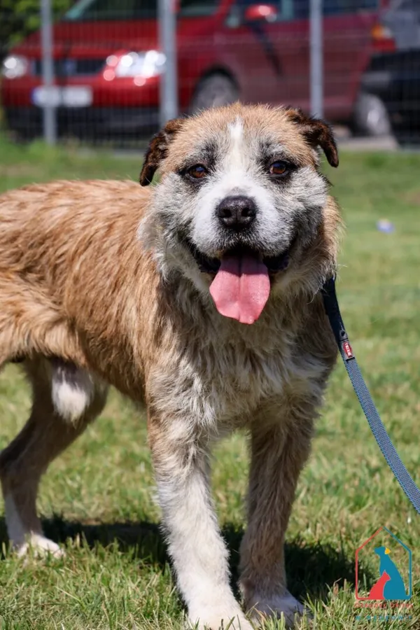 Pies do adopcji, Grudziądz, 11 marca 2025 (1/5)