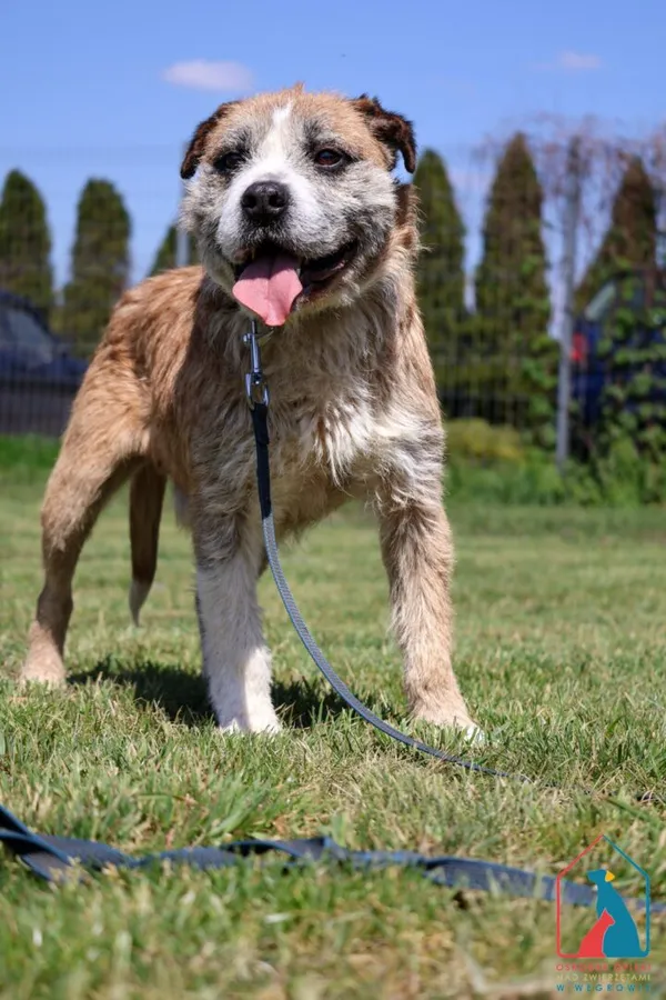 Pies do adopcji, Grudziądz, 11 marca 2025 (3/5)