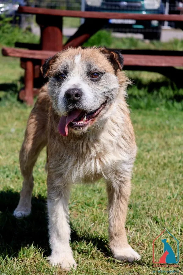 Pies do adopcji, Grudziądz, 11 marca 2025 (4/5)