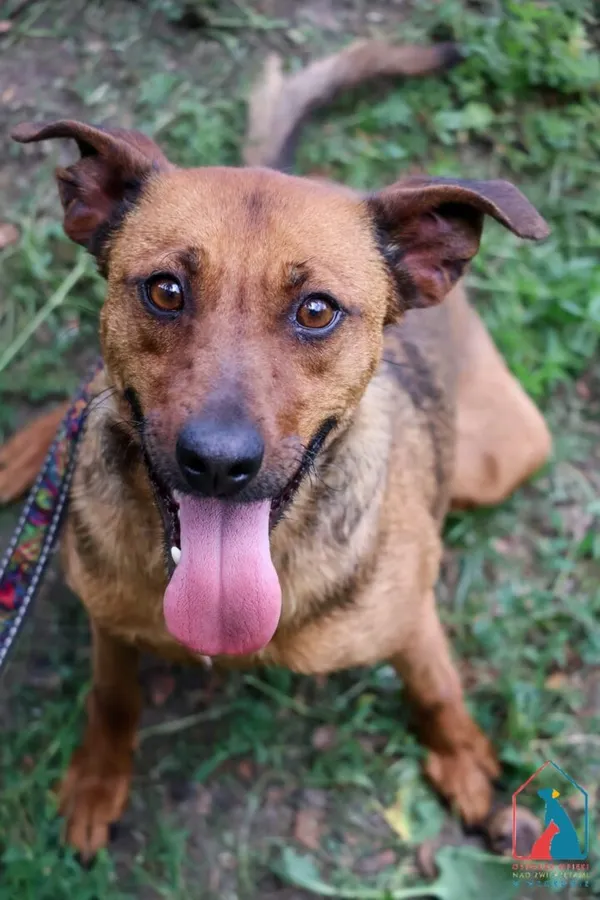 Pies do adopcji, Grudziądz, 11 marca 2025 (1/5)