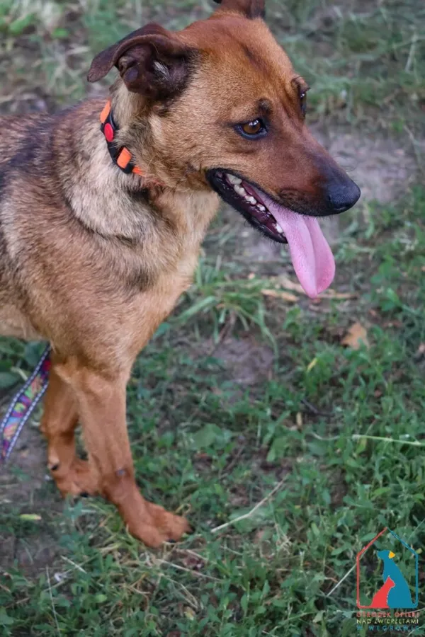 Pies do adopcji, Grudziądz, 11 marca 2025 (2/5)