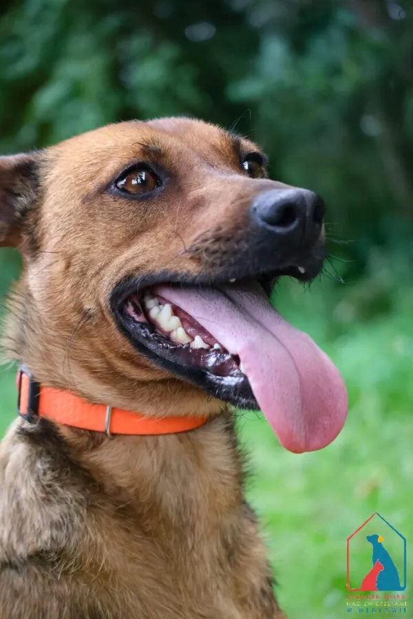 Pies do adopcji, Grudziądz, 11 marca 2025 (3/5)