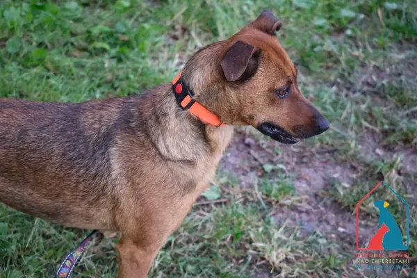 Pies do adopcji, Grudziądz, 11 marca 2025 (4/5)