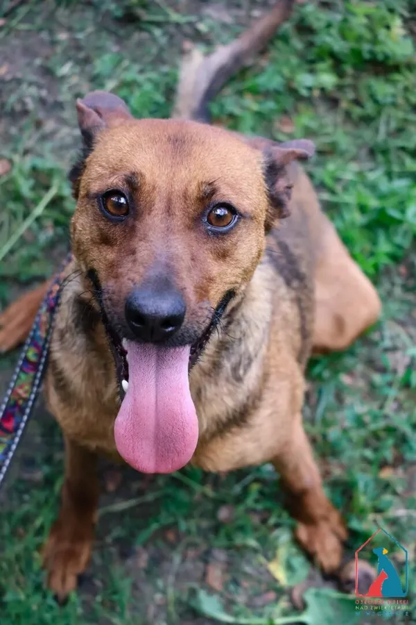 Pies do adopcji, Grudziądz, 11 marca 2025 (5/5)