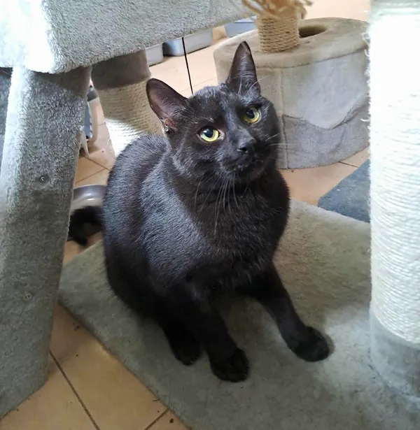 Kot do adopcji, Olsztyn, 12 marca 2025 (1/2)