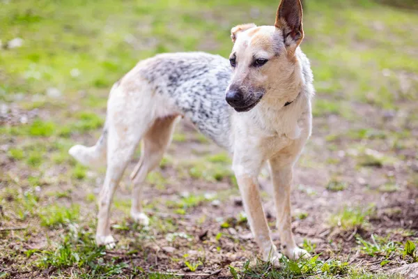 Znaleziono psa, Wałbrzych, 24 marca 2025 (1/3)