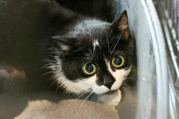 Znaleziono kota, Wałbrzych, 24 marca 2025 (2/2)