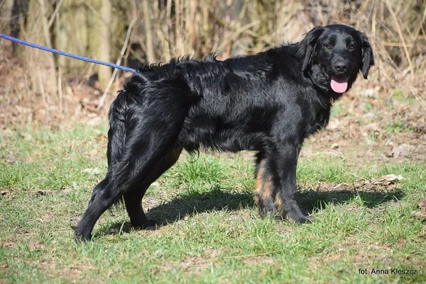 Znaleziono psa, Toruń, 3 marca 2025