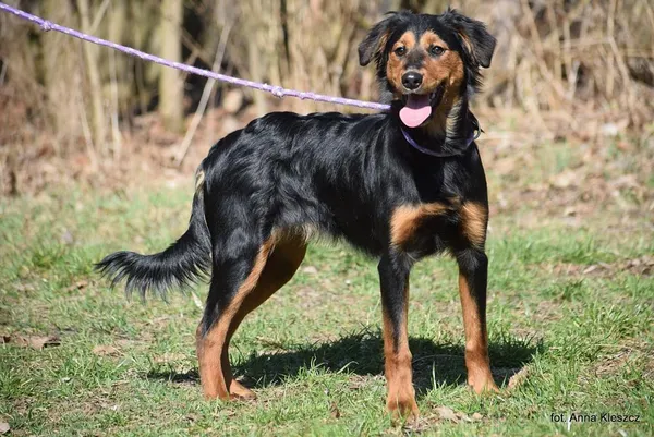 Znaleziono psa, Toruń, 3 marca 2025