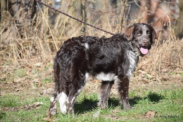 Znaleziono psa, Toruń, 3 marca 2025