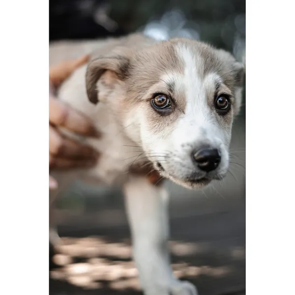 Znaleziono psa, Białystok, 22 marca 2025 (1/4)