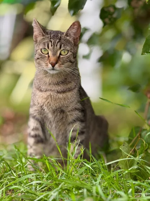 Kot do adopcji, Piła, 14 września 2024 (1/2)