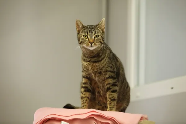 Kot do adopcji, Piła, 14 września 2024 (2/2)