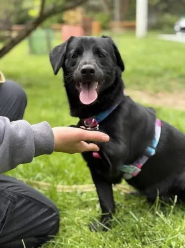 Pies do adopcji, Kraków, 13 marca 2025 (1/5)