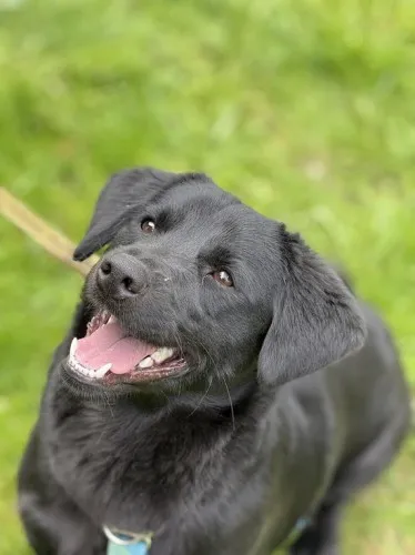 Pies do adopcji, Kraków, 13 marca 2025 (3/5)