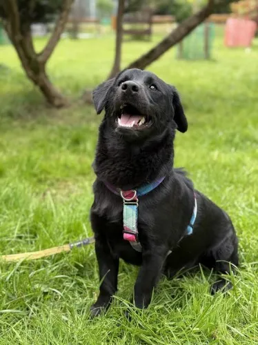 Pies do adopcji, Kraków, 13 marca 2025 (4/5)