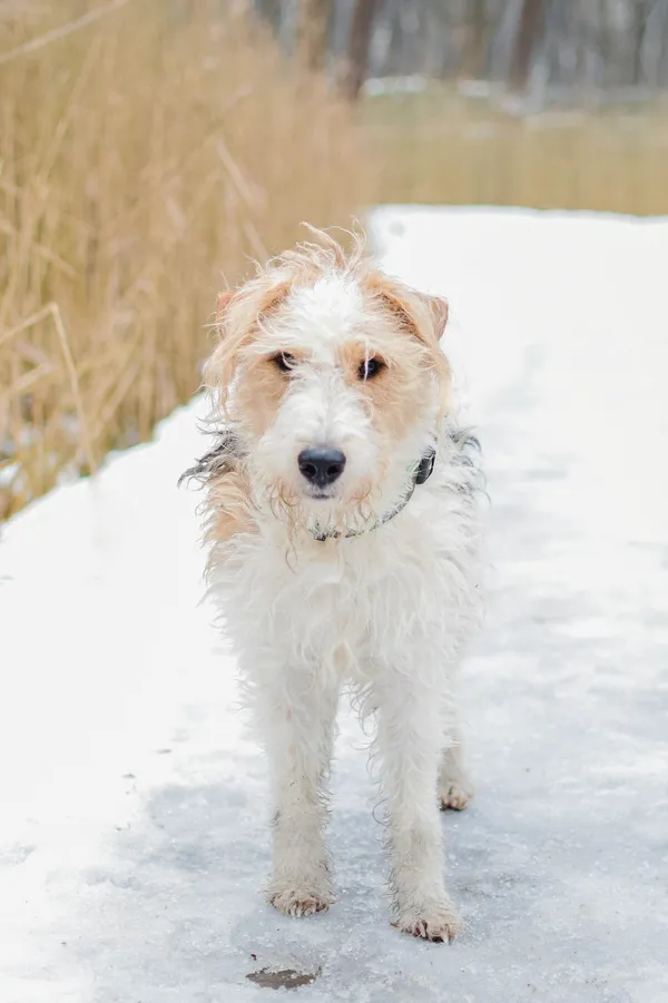 Pies do adopcji, Sosnowiec, 3 stycznia 2025 (2/5)