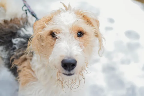 Pies do adopcji, Sosnowiec, 3 stycznia 2025 (3/5)