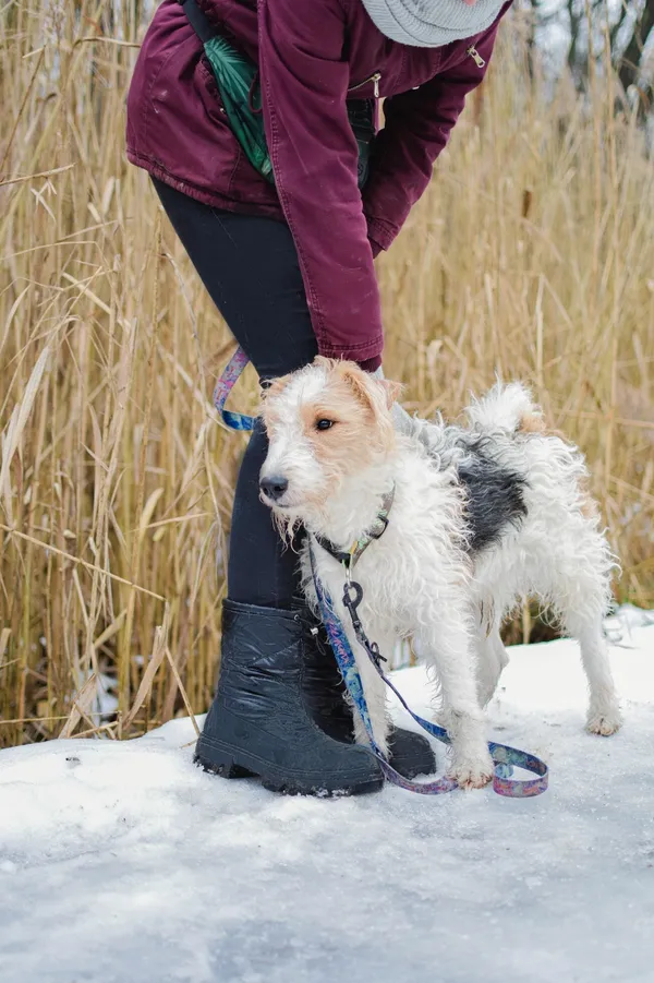 Pies do adopcji, Sosnowiec, 3 stycznia 2025 (4/5)