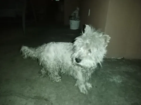 Znaleziono psa, Warszawa, Falenica, 29 marca 2025 (1/2)