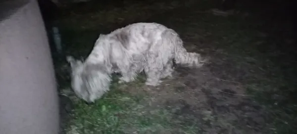 Znaleziono psa, Warszawa, Falenica, 29 marca 2025 (2/2)