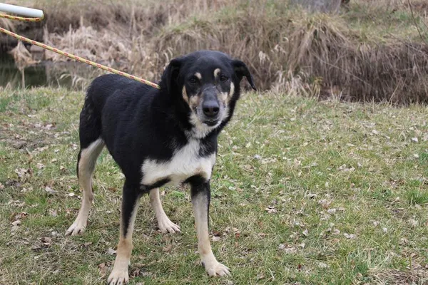 Pies do adopcji, Bełchatów, 26 października 2022 (1/5)