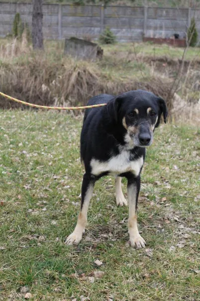 Pies do adopcji, Bełchatów, 26 października 2022 (2/5)