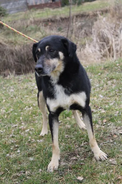 Pies do adopcji, Bełchatów, 26 października 2022 (3/5)