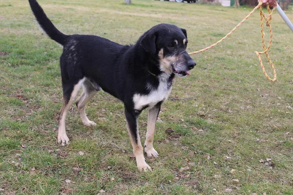 Pies do adopcji, Bełchatów, 26 października 2022 (5/5)