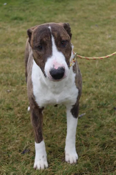 Pies do adopcji, Bełchatów, 29 maja 2022 (1/5)