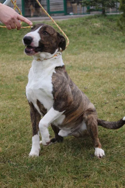 Pies do adopcji, Bełchatów, 29 maja 2022 (2/5)