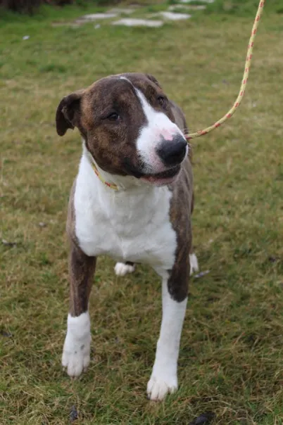 Pies do adopcji, Bełchatów, 29 maja 2022 (4/5)