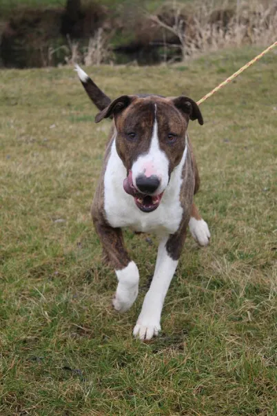 Pies do adopcji, Bełchatów, 29 maja 2022 (5/5)