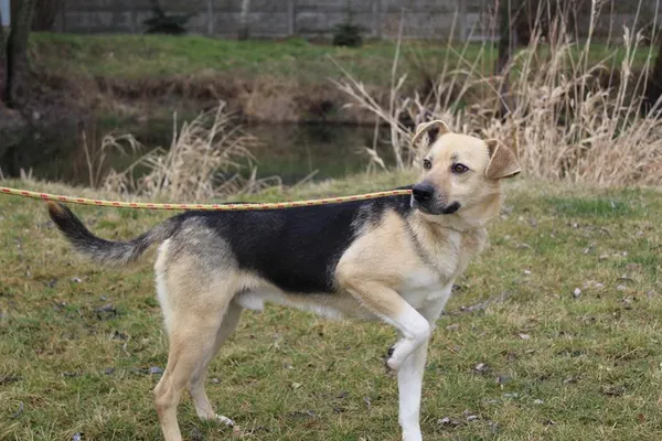 Pies do adopcji, Bełchatów, 17 stycznia 2024 (1/5)