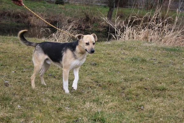 Pies do adopcji, Bełchatów, 17 stycznia 2024 (2/5)