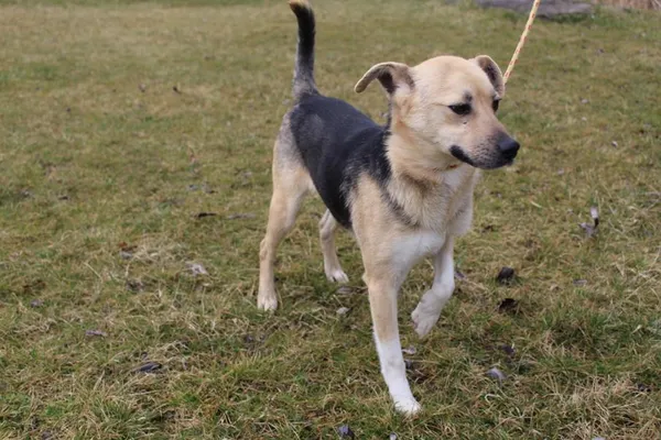 Pies do adopcji, Bełchatów, 17 stycznia 2024 (3/5)