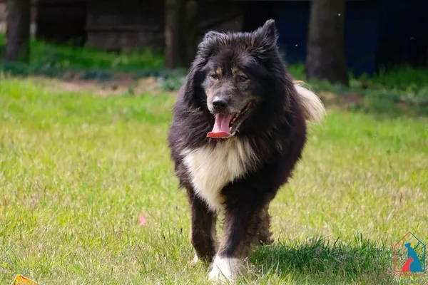 Pies do adopcji, Grudziądz, 11 marca 2025 (4/5)