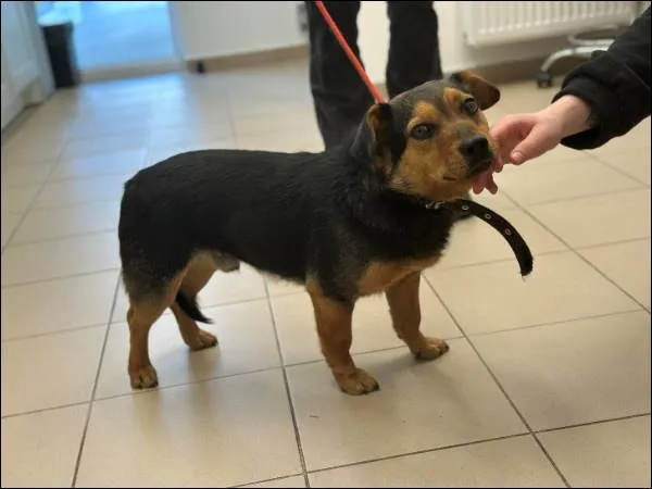 Znaleziono psa, Grudziądz, 29 marca 2025