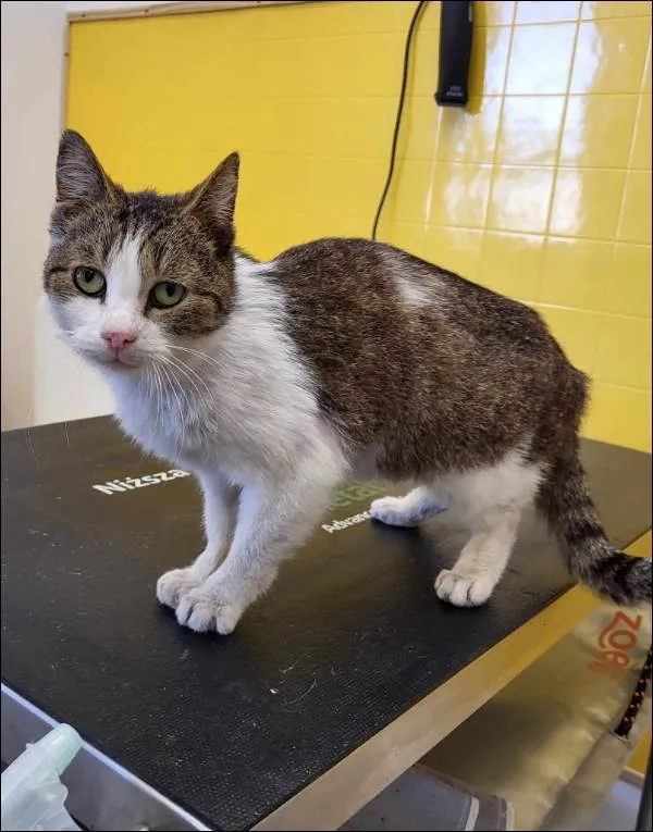 Znaleziono kota, Grudziądz, 29 marca 2025