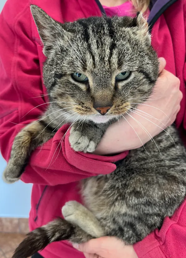 Znaleziono kota, Dobra, 29 marca 2025