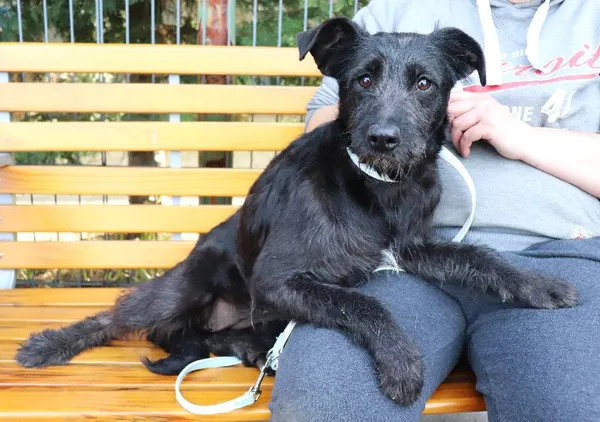 Znaleziono psa, Łódź, 29 marca 2025 (1/5)