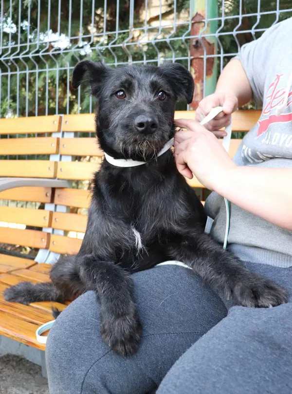 Znaleziono psa, Łódź, 29 marca 2025 (2/5)