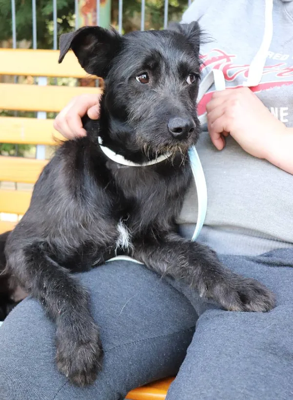 Znaleziono psa, Łódź, 29 marca 2025 (3/5)