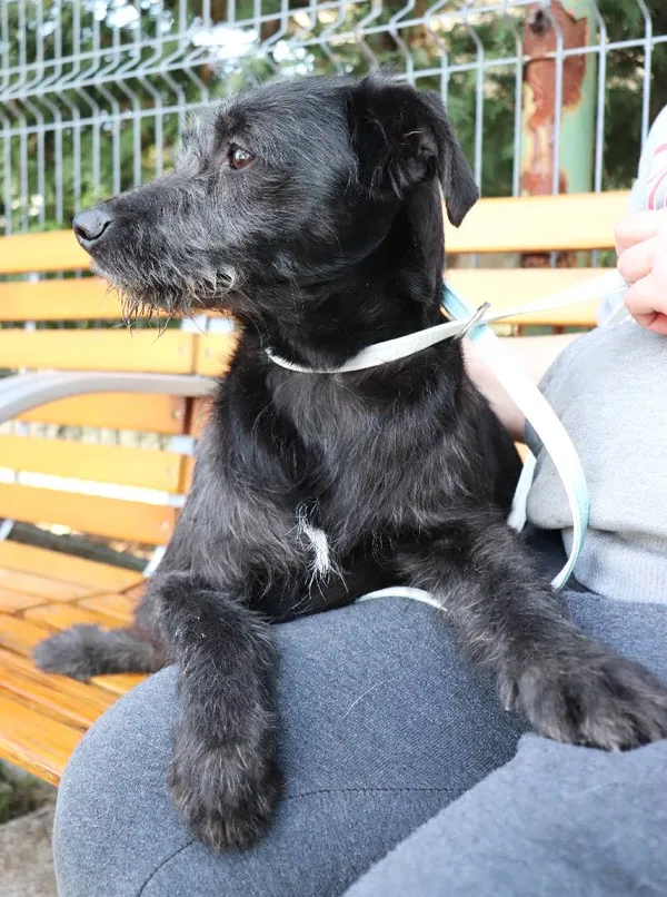 Znaleziono psa, Łódź, 29 marca 2025 (4/5)