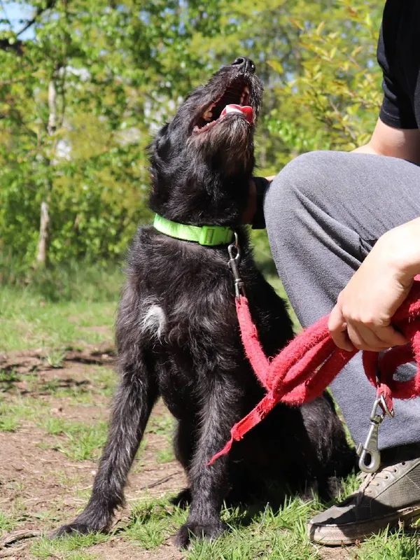 Znaleziono psa, Łódź, 29 marca 2025 (5/5)