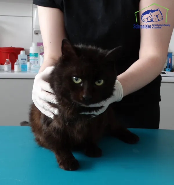 Znaleziono kota, Szczecin, 29 marca 2025 (2/2)