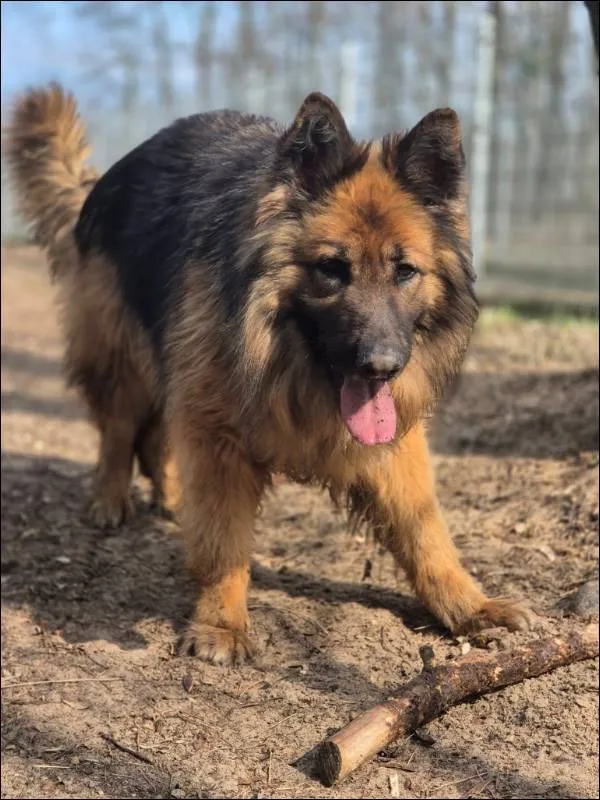 Znaleziono psa, Grudziądz, 12 sierpnia 2024