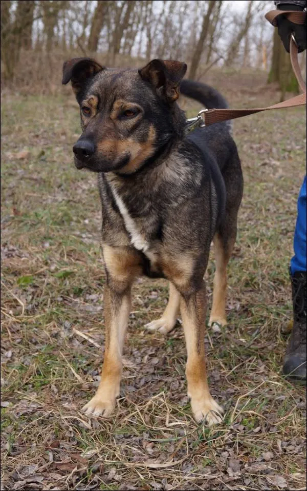 Znaleziono psa, Grudziądz, 27 stycznia 2025